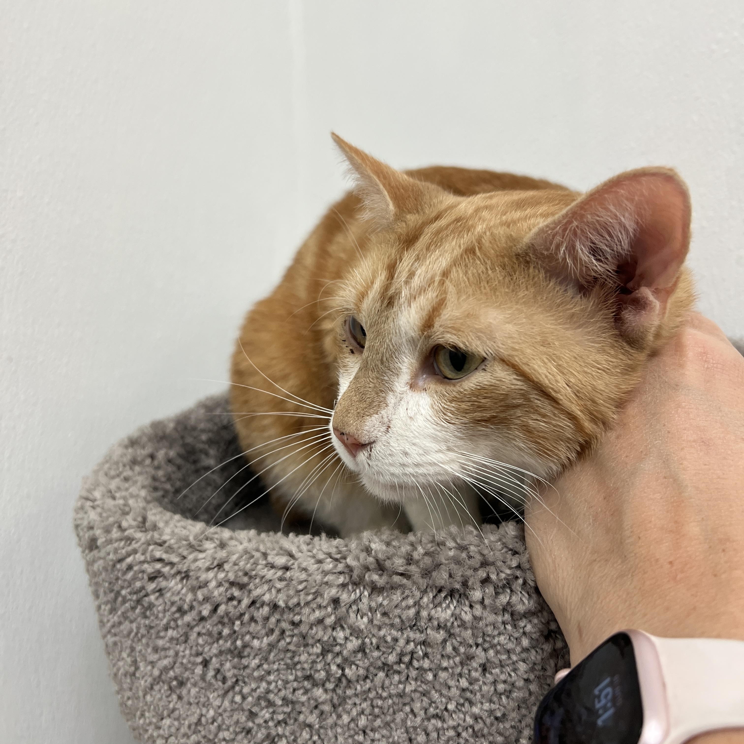 Enlarge Lasagna, a ADOPTABLE mixed breed in Palmetto, FL image 1/4