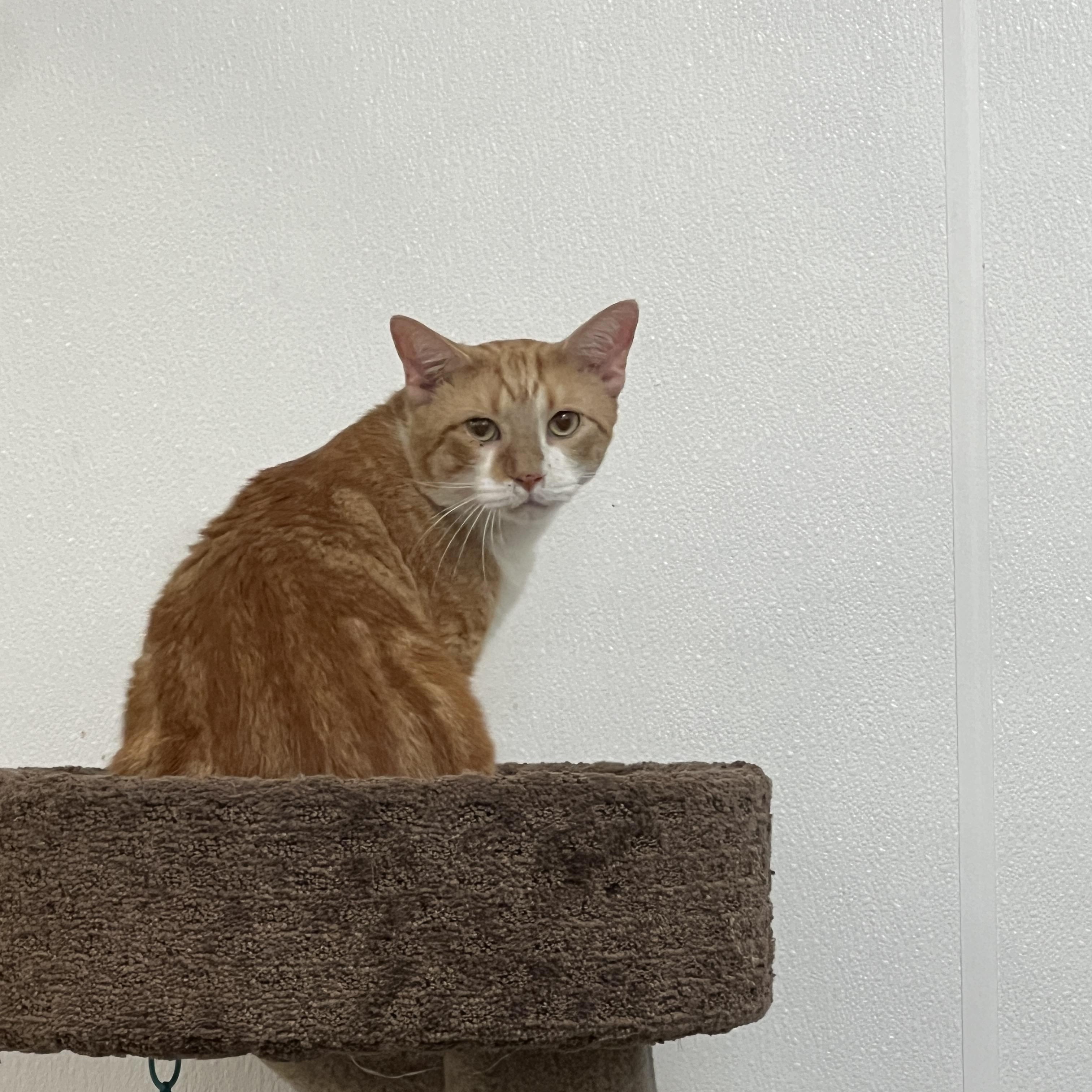 Enlarge Lasagna, a ADOPTABLE mixed breed in Palmetto, FL image 3/4