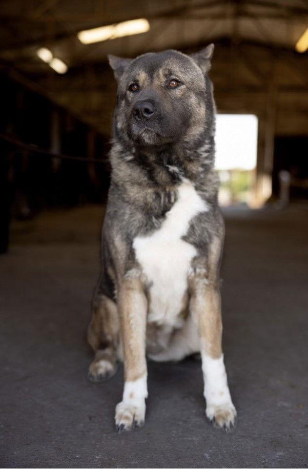 Meli, Adoptable, Young Female Akita.