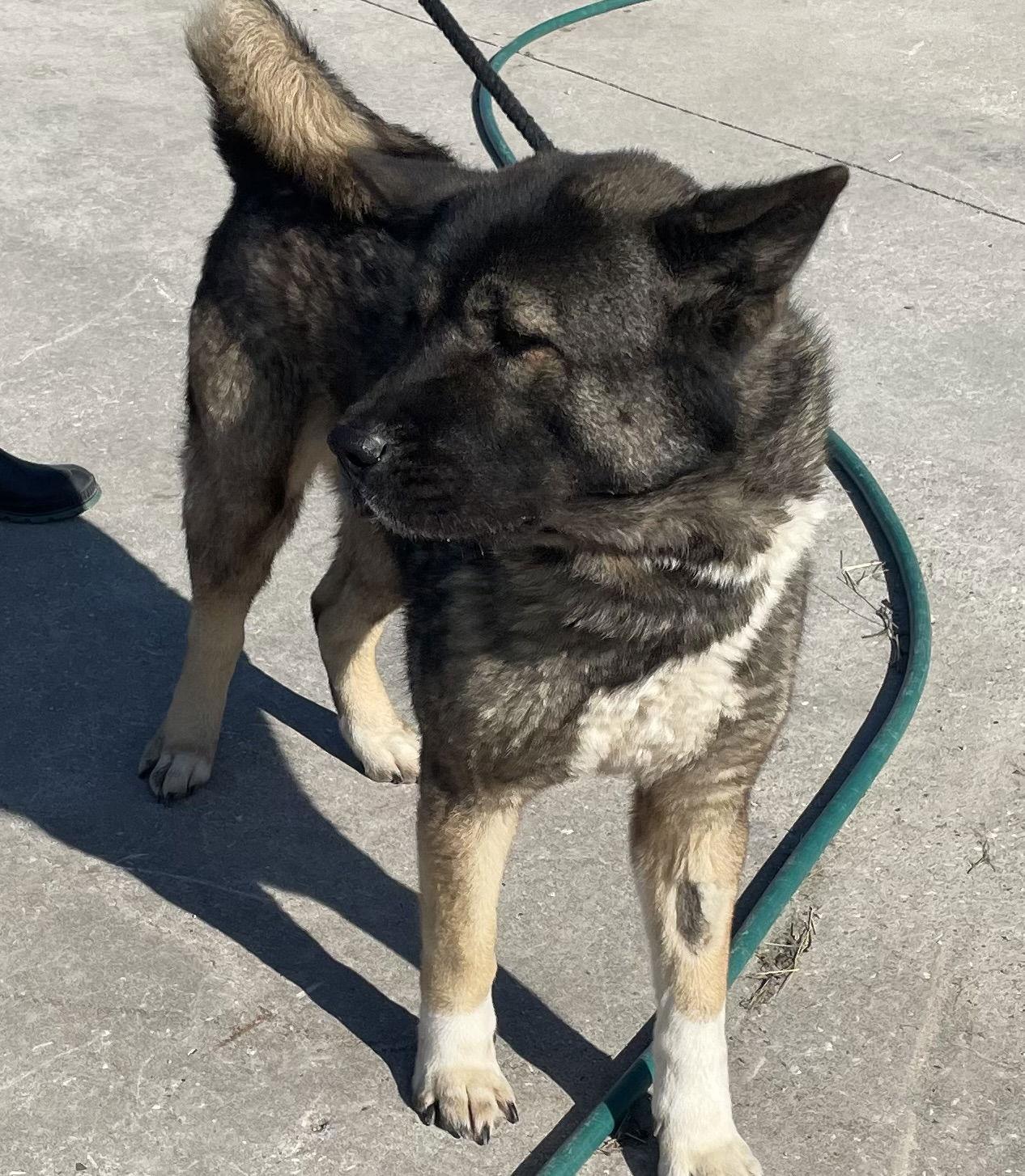 Enlarge Meli, a Adoptable Akita in Klondike, TX image 3/3
