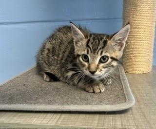 Luna, Adoptable, Kitten Female Domestic Short Hair.