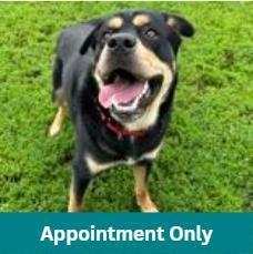 Dozer, adoptable, Adult Male Mixed Breed.