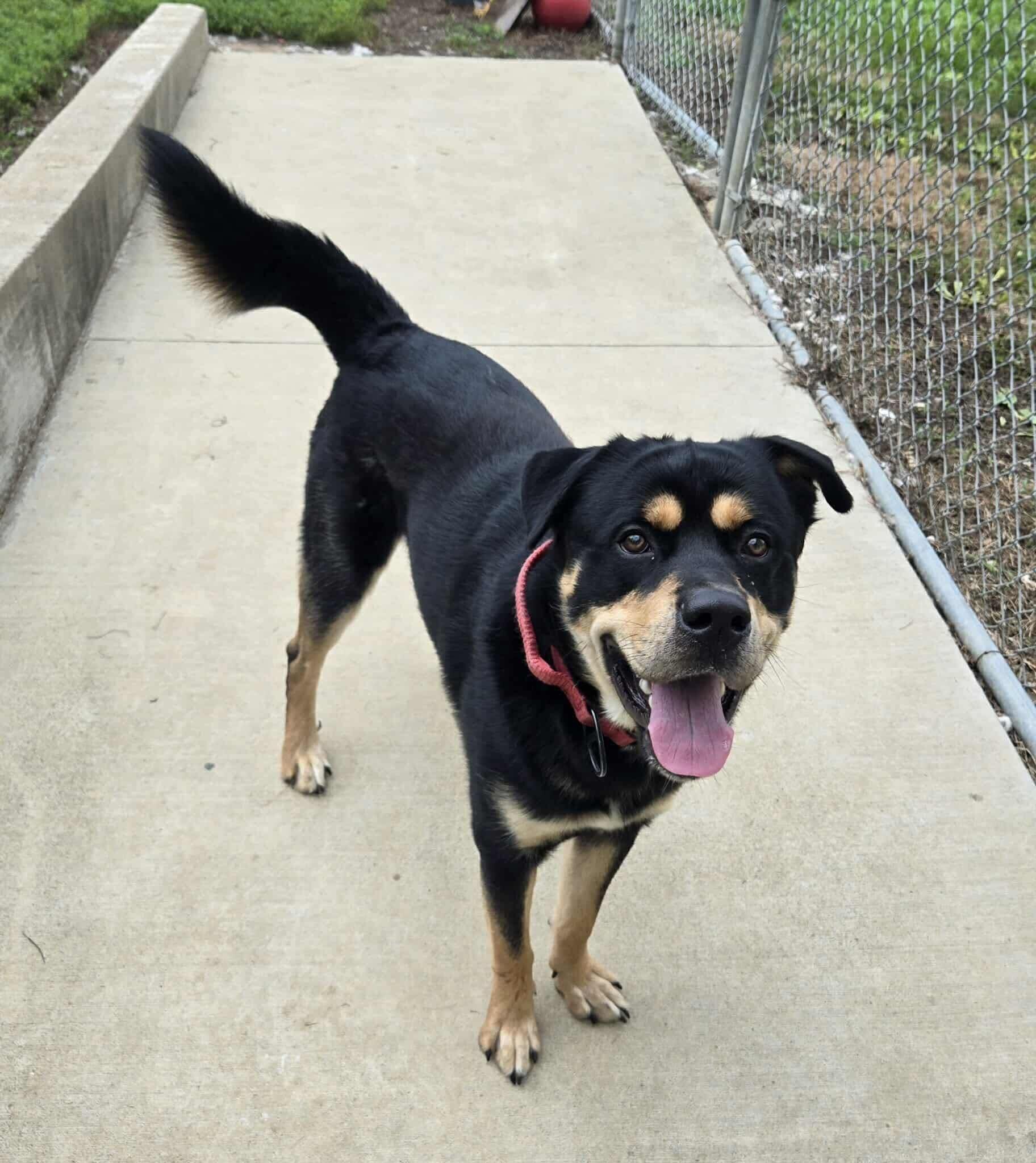 Dozer, adoptable, Adult Male Mixed Breed.
