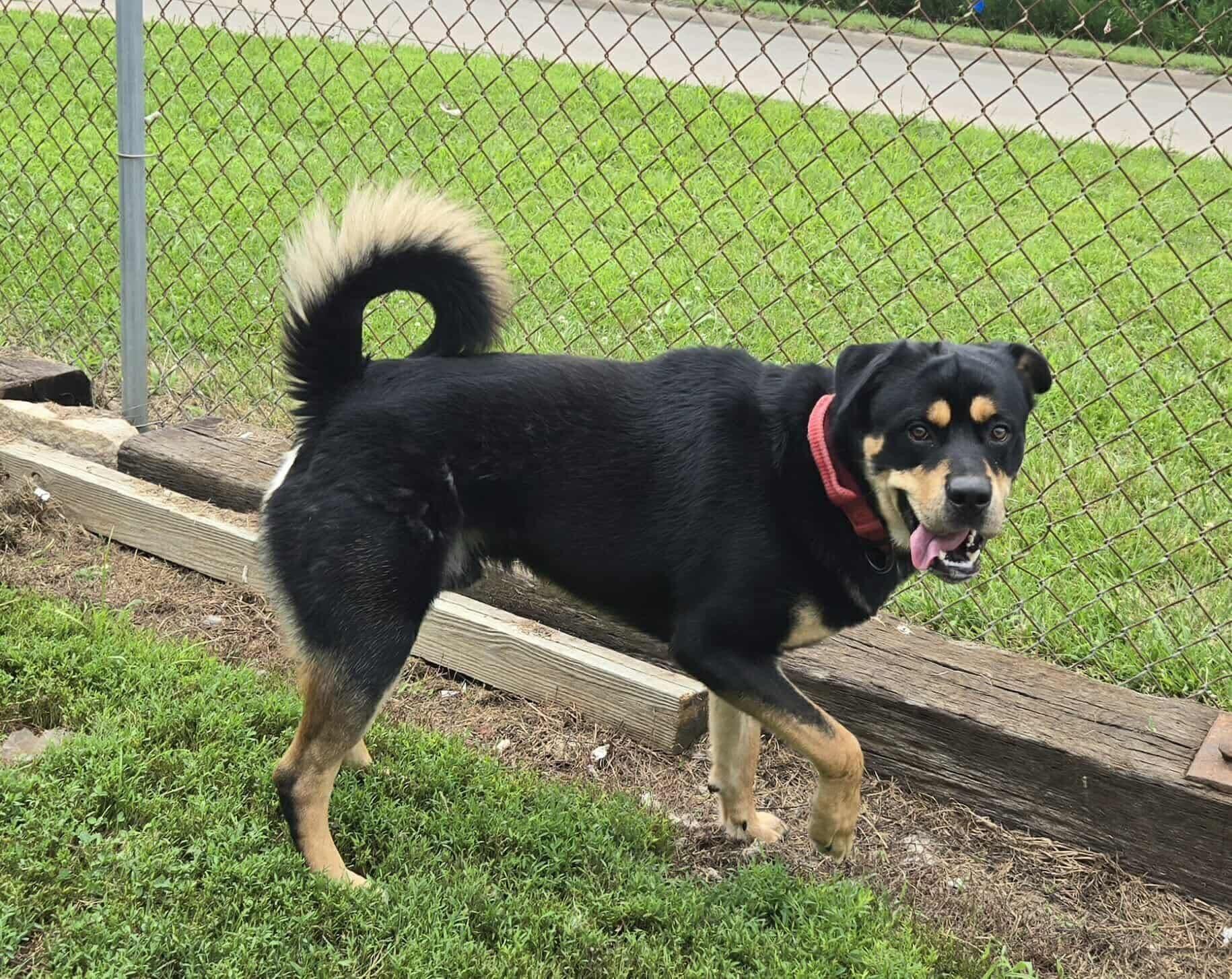 Enlarge Dozer, an adoptable mixed breed in Dubuque, IA image 2/2