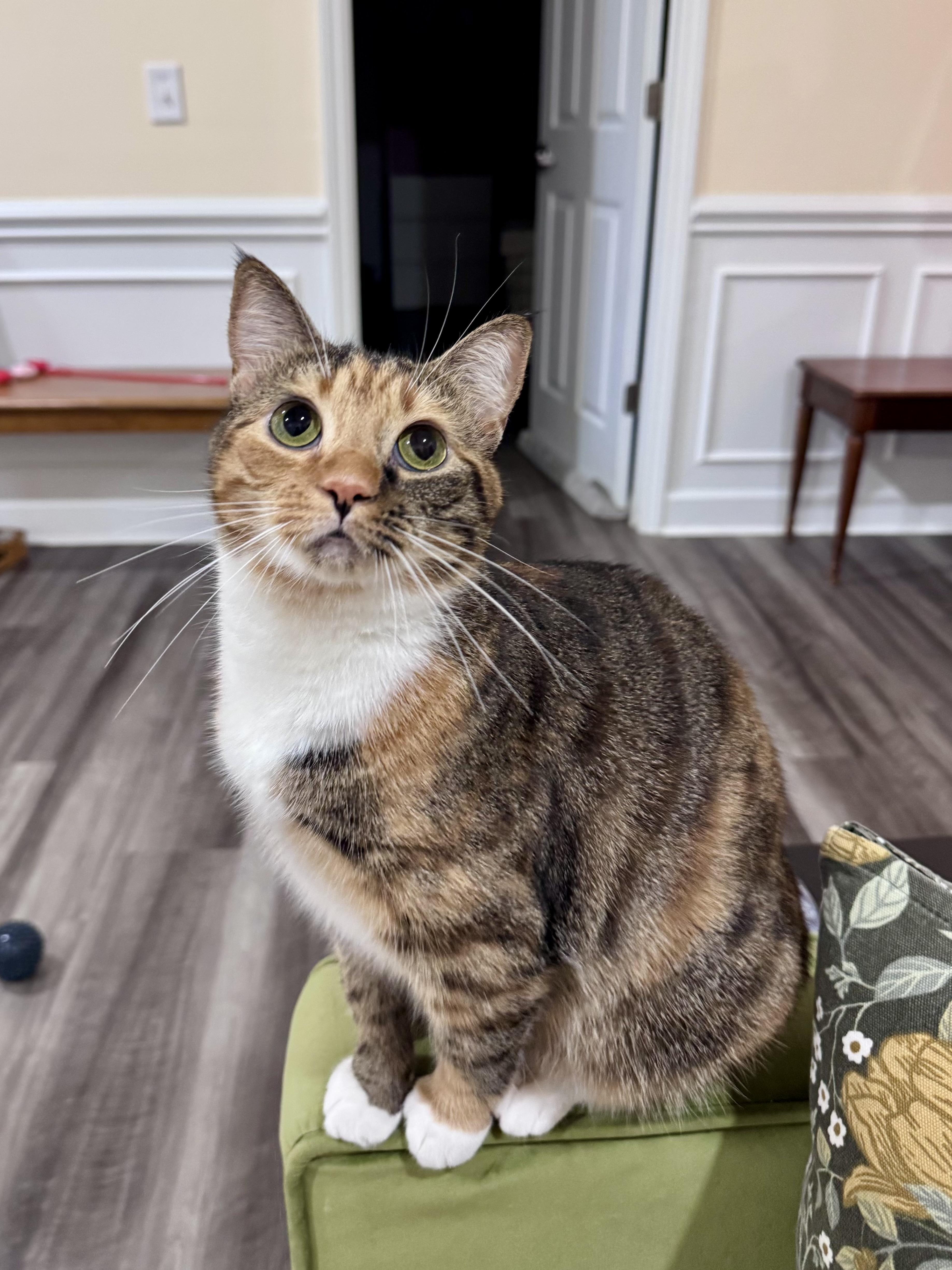 Cookie, Adoptable, Young Female Domestic Short Hair & Torbie.