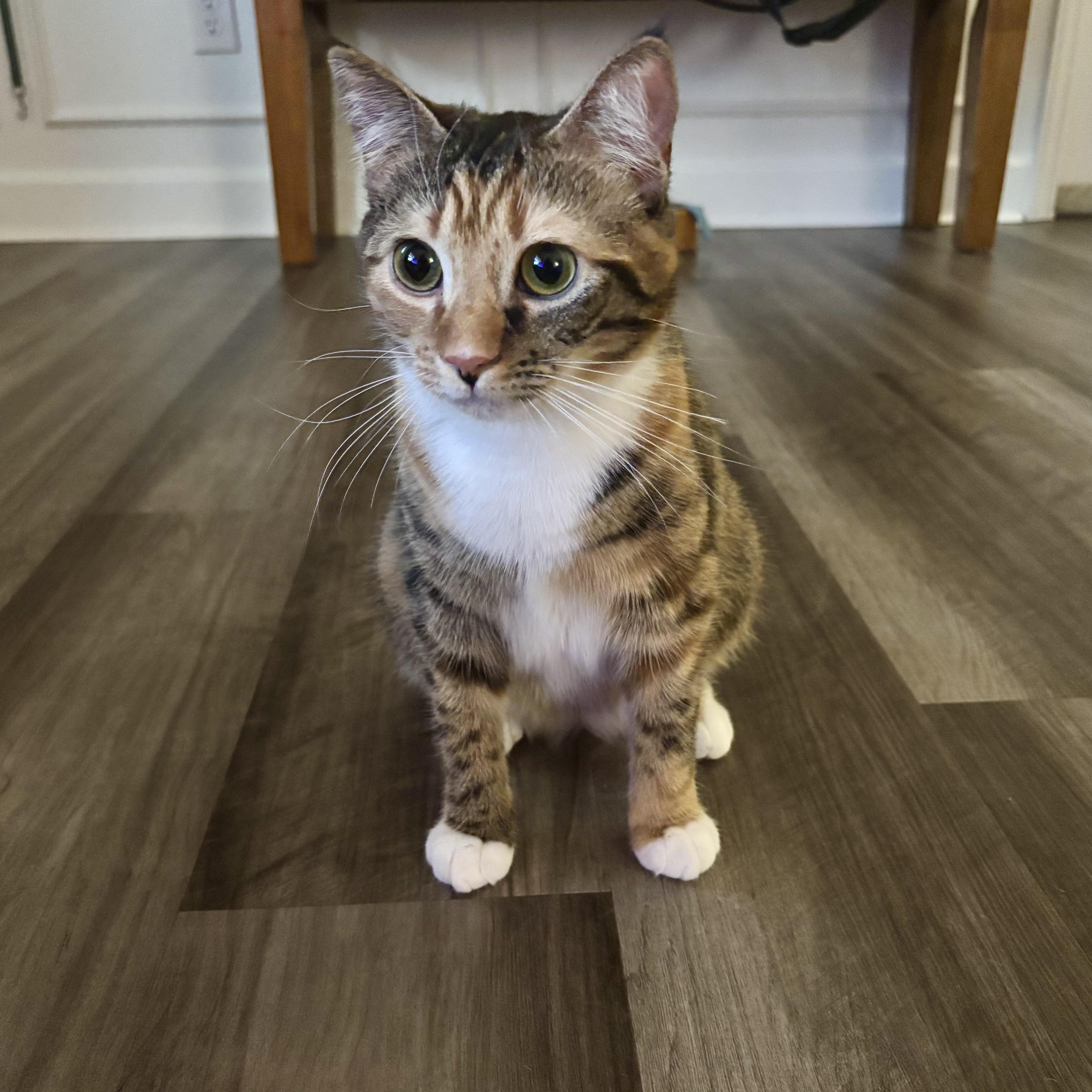 Cookie, a Adoptable mixed breed in Sanford, NC image 4/5