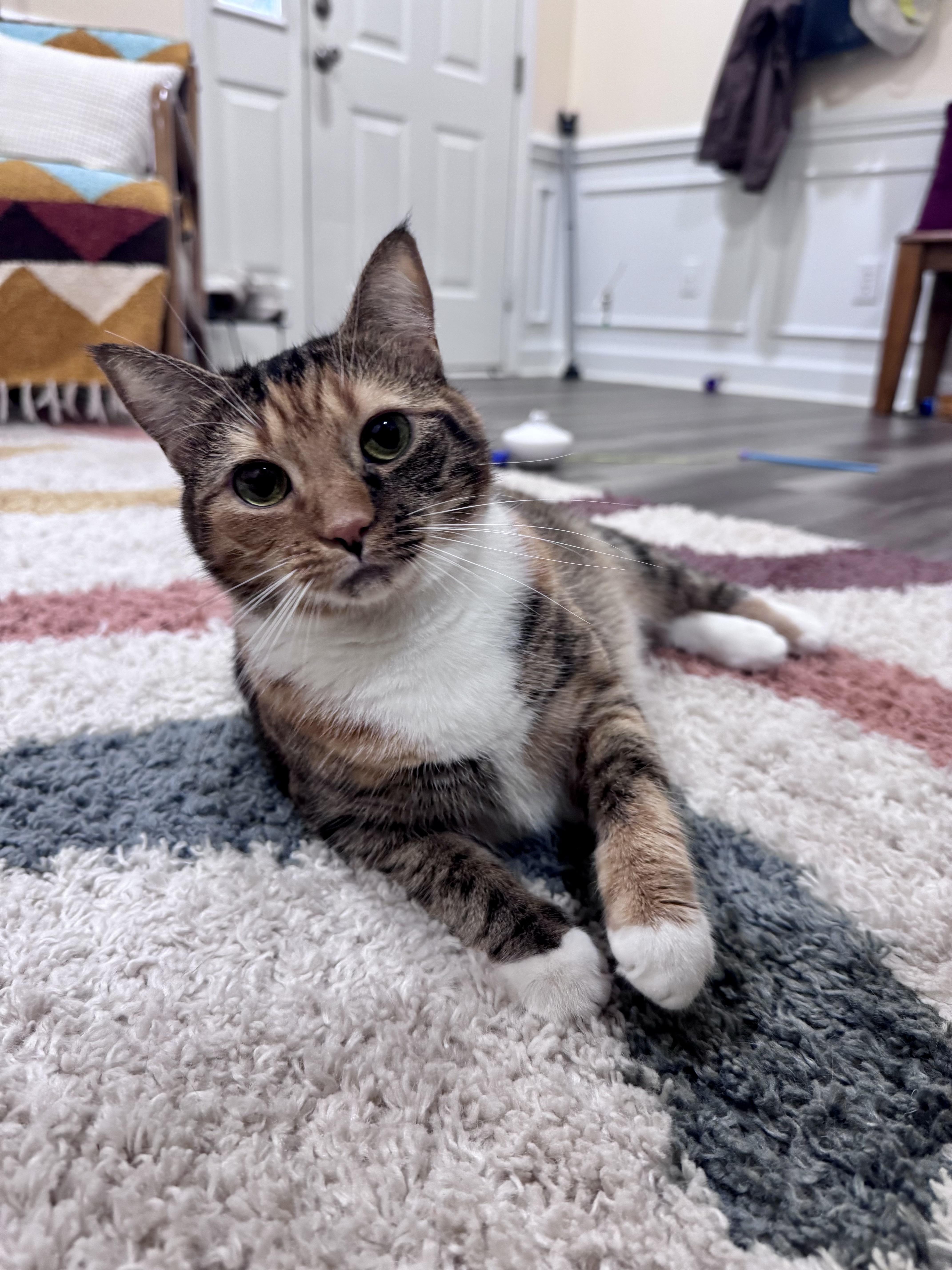 Cookie, a Adoptable mixed breed in Sanford, NC image 2/5