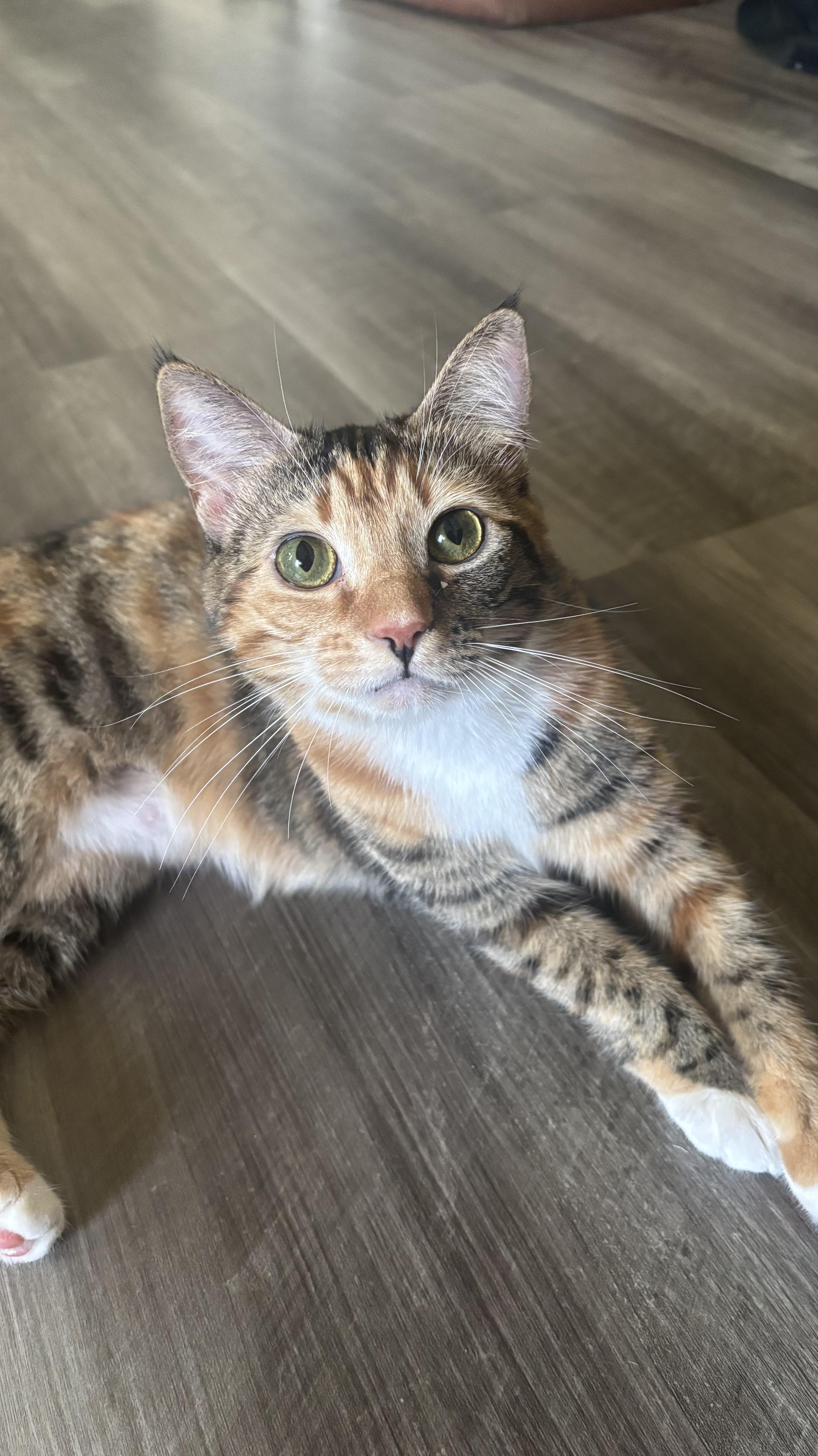 Cookie, a Adoptable mixed breed in Sanford, NC image 5/5