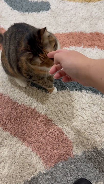 Enlarge Cookie, a Adoptable mixed breed in Sanford, NC video 3/5