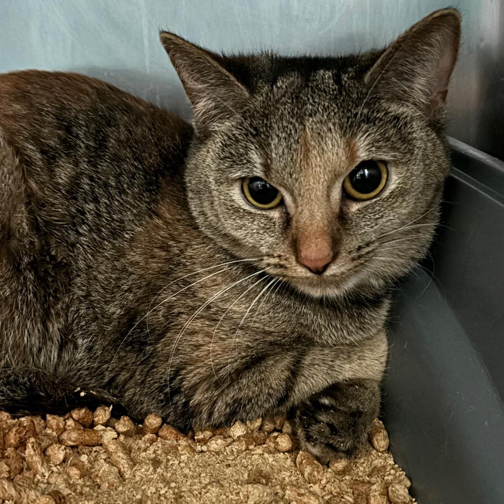 Dapple — thumbnail 2