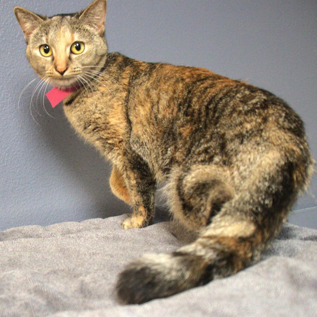 Dapple — thumbnail 3