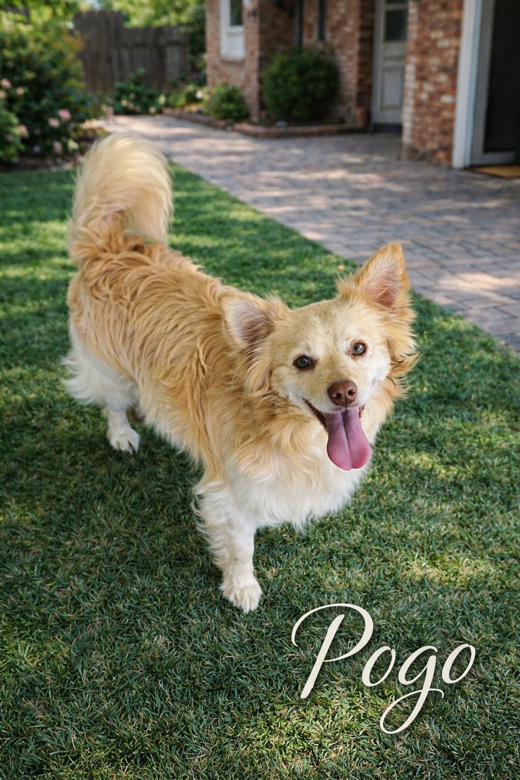 Enlarge Pogo, a Adoptable mixed breed in Orange, CA image 1/1