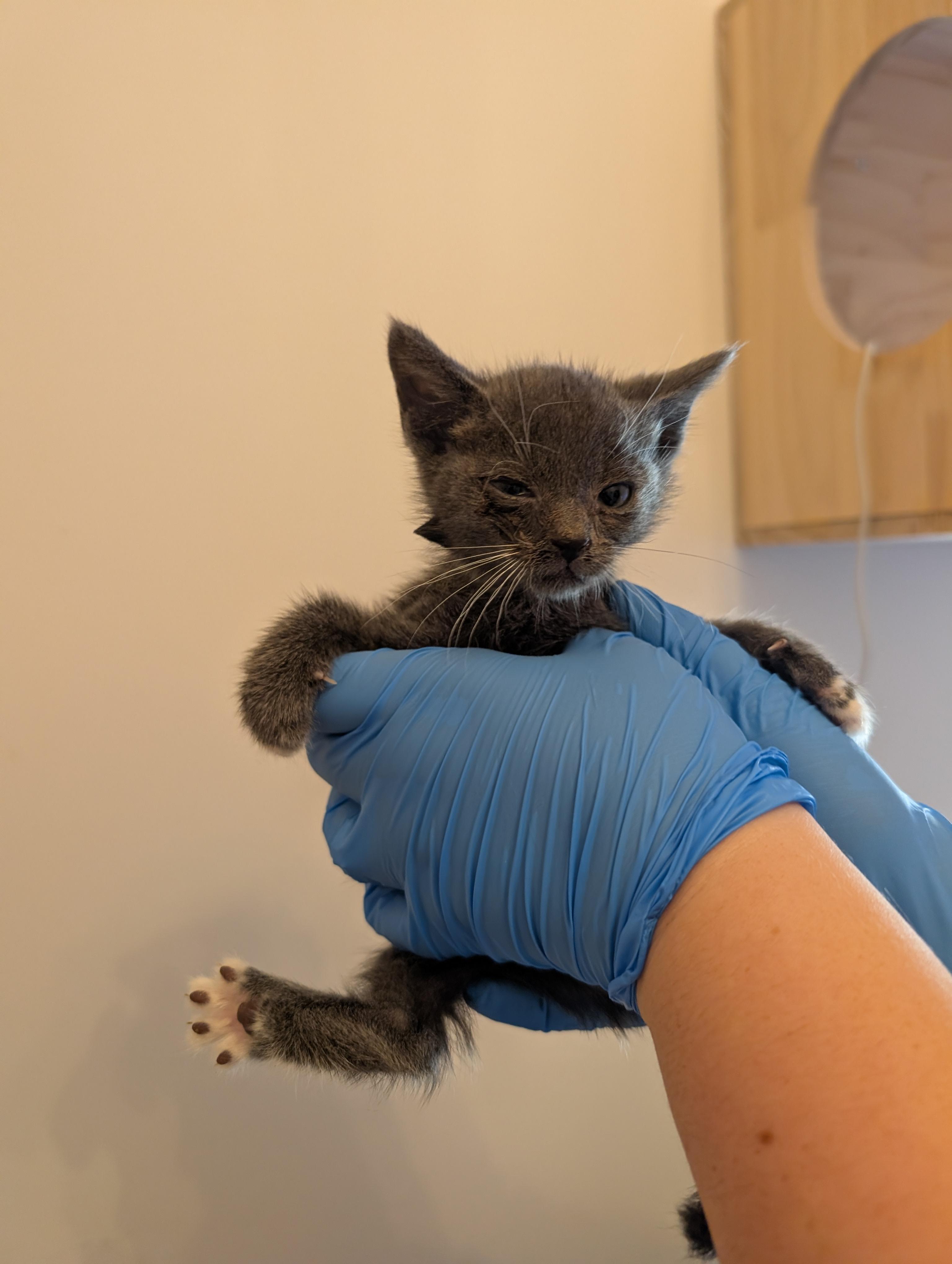 Enlarge Harry Pawter, a Adopted Domestic Short Hair in Moncks Corner, SC image 1/6