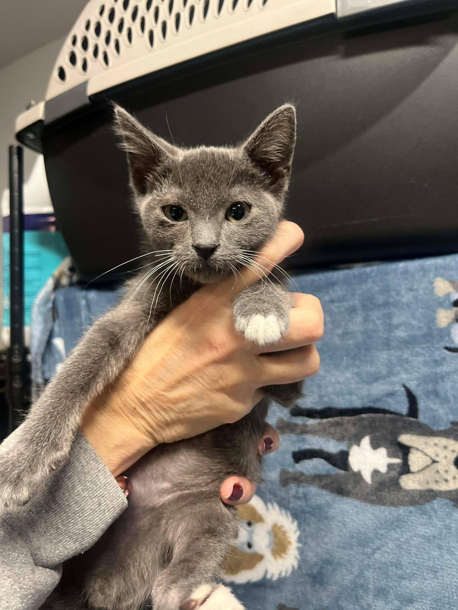 Enlarge Harry Pawter, a Adopted Domestic Short Hair in Moncks Corner, SC image 2/6