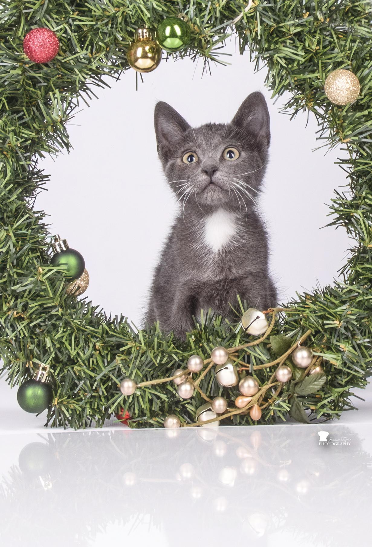 Enlarge Harry Pawter, a Adopted Domestic Short Hair in Moncks Corner, SC image 3/6