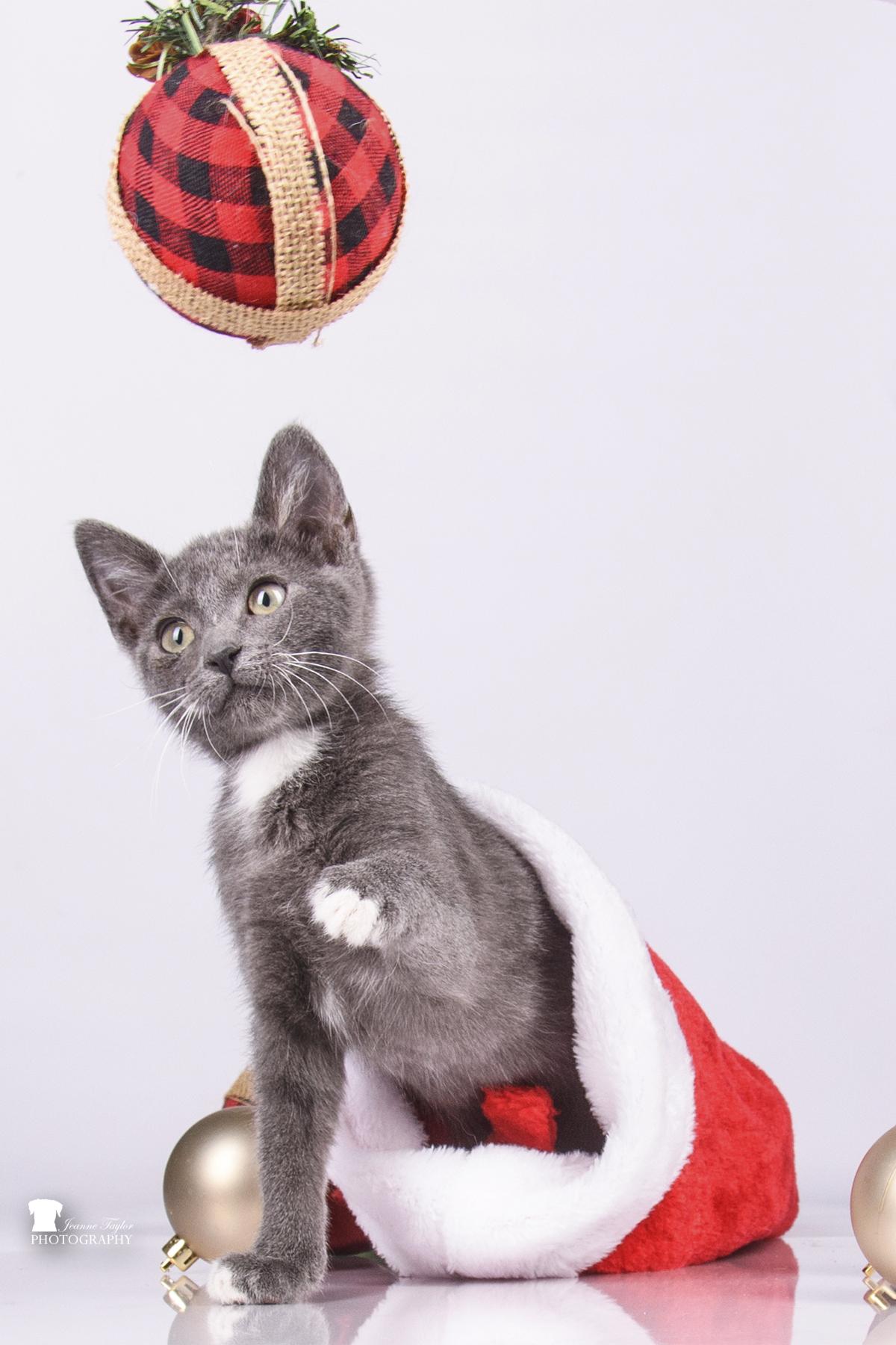 Enlarge Harry Pawter, a Adopted Domestic Short Hair in Moncks Corner, SC image 5/6