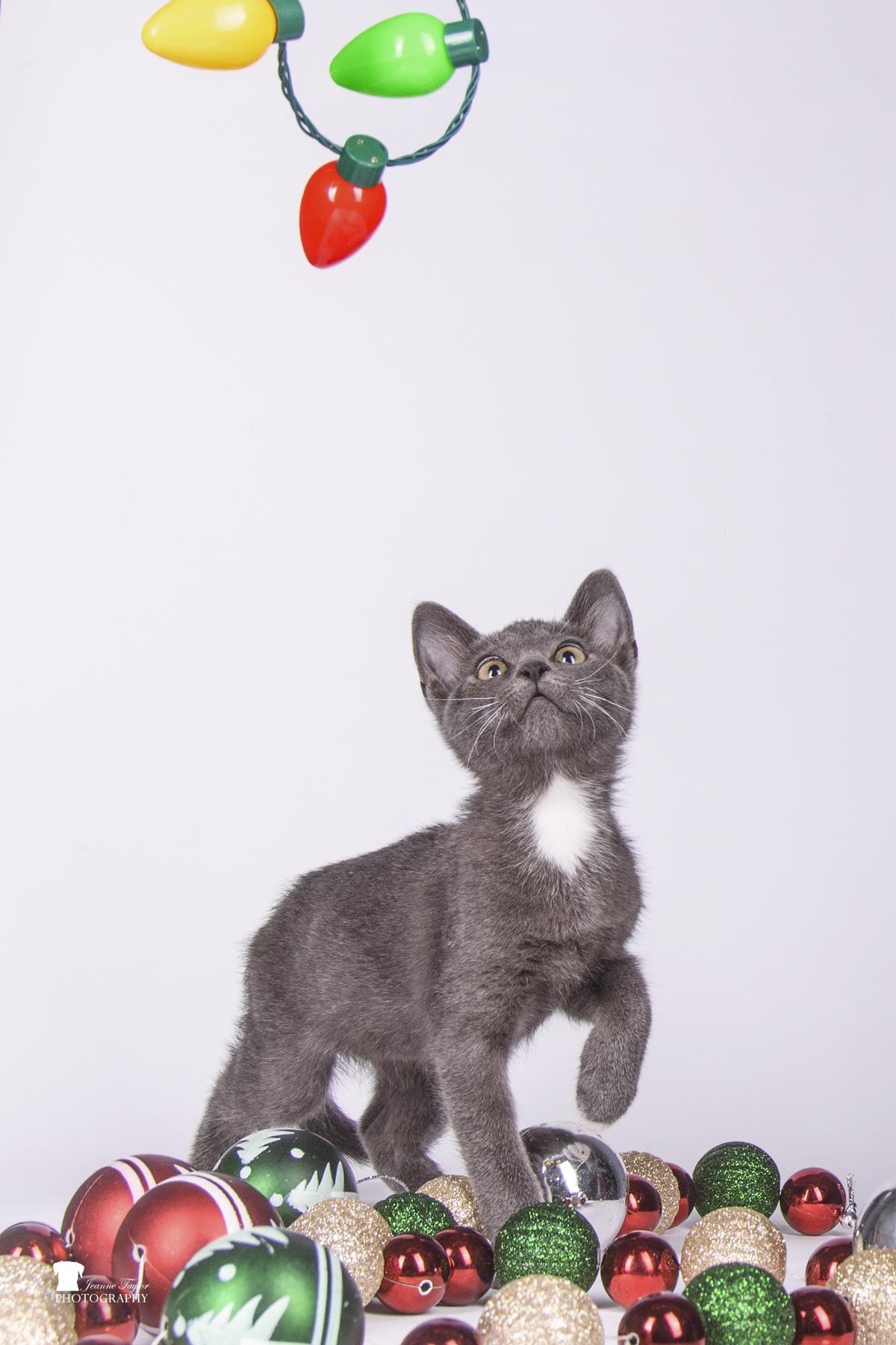 Enlarge Harry Pawter, a Adopted Domestic Short Hair in Moncks Corner, SC image 6/6