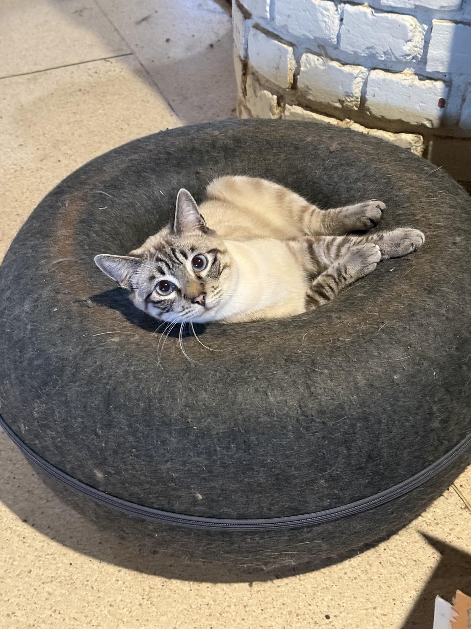 Otis, adopted, Young Male Domestic Short Hair.