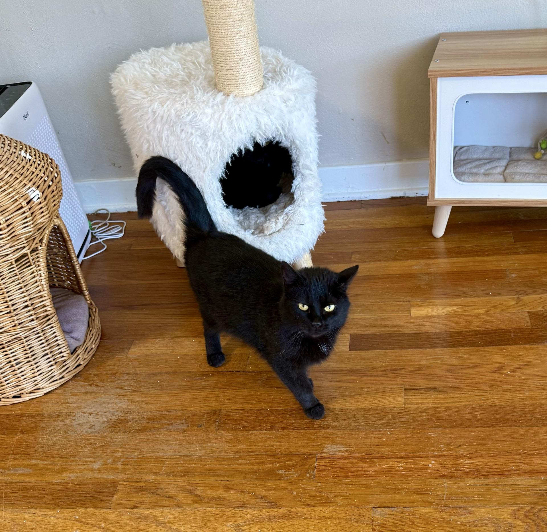 Enlarge Raven, a Adoptable Domestic Short Hair in Greensburg, PA image 4/6