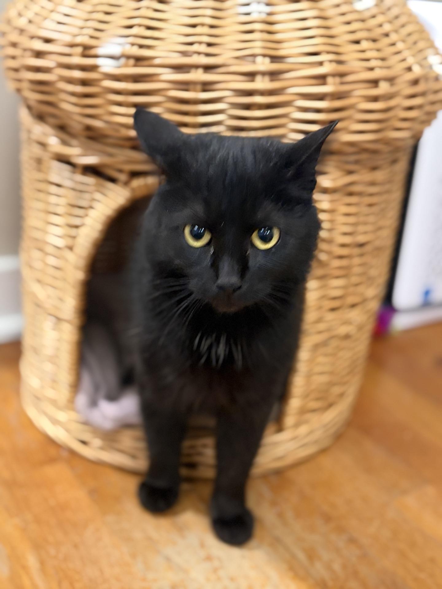 Enlarge Raven, a Adoptable Domestic Short Hair in Greensburg, PA image 2/6