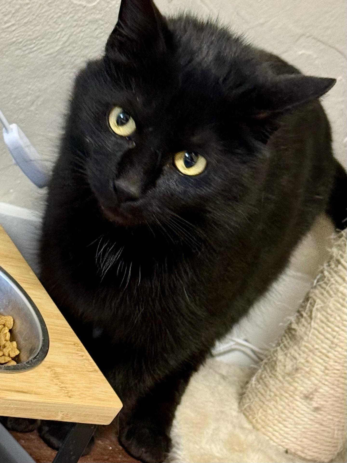 Enlarge Raven, a Adoptable Domestic Short Hair in Greensburg, PA image 3/6