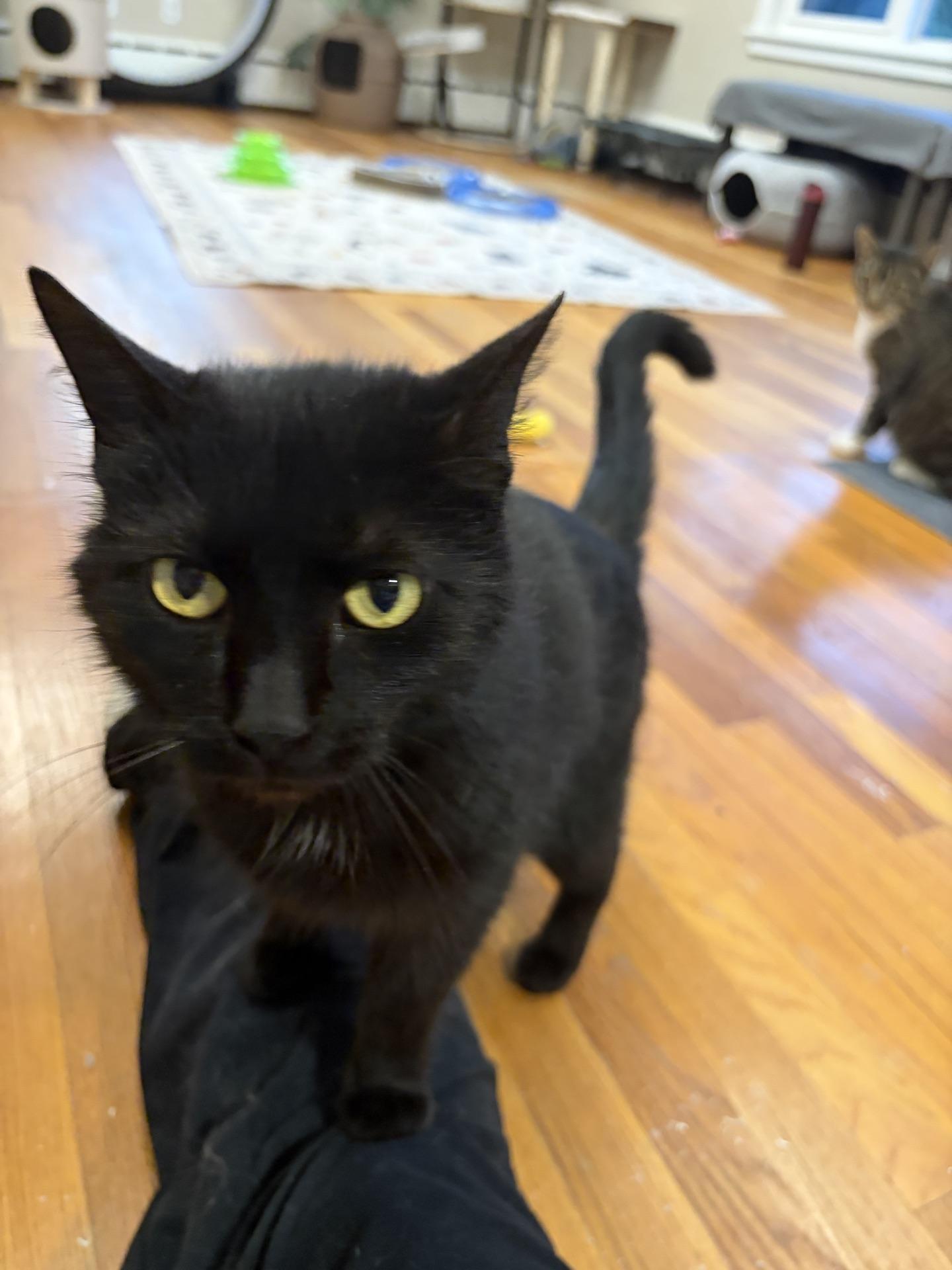 Raven, Adoptable, Young Female Domestic Short Hair.