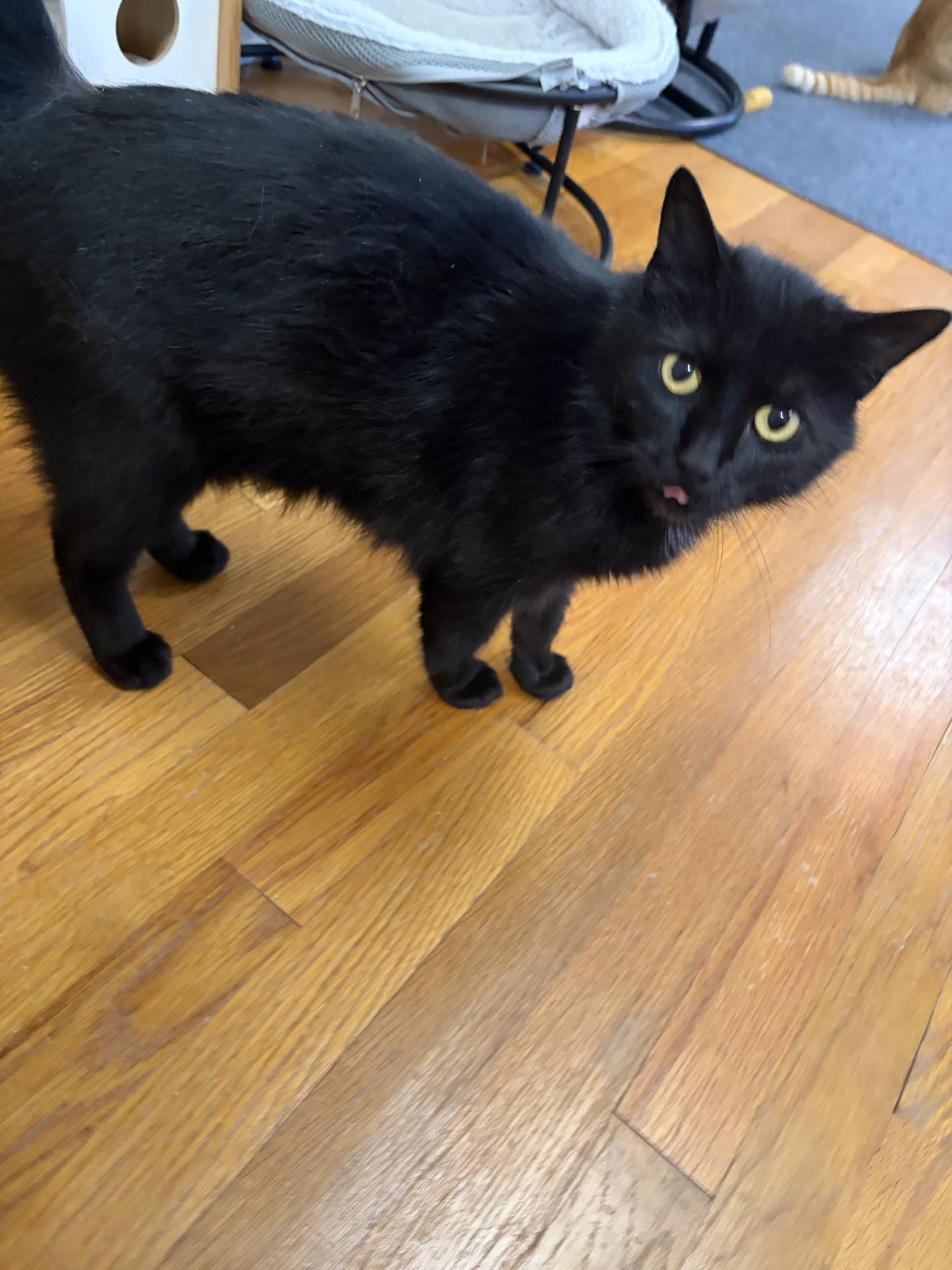 Enlarge Raven, a Adoptable Domestic Short Hair in Greensburg, PA image 6/6