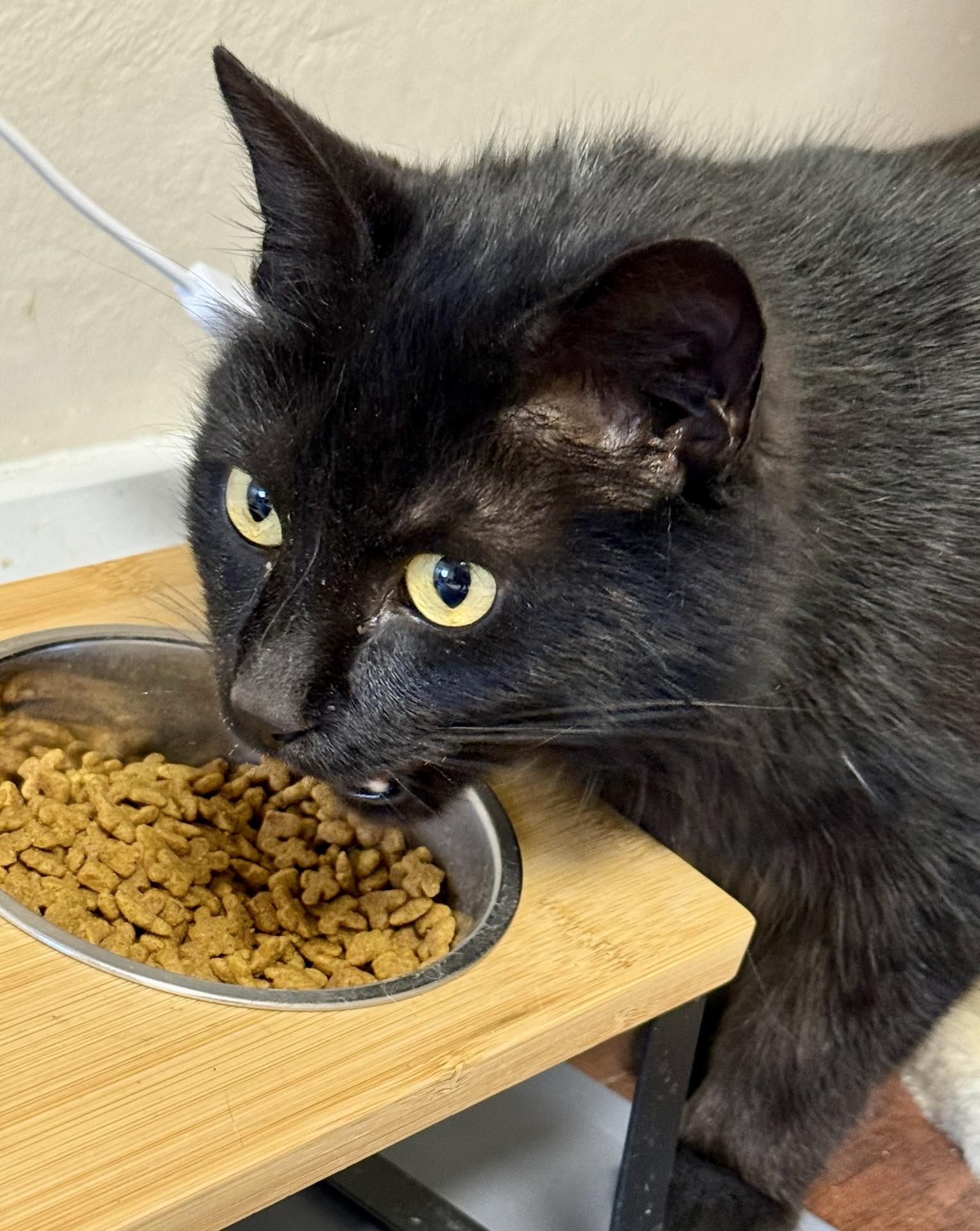 Enlarge Raven, a Adoptable Domestic Short Hair in Greensburg, PA image 5/6