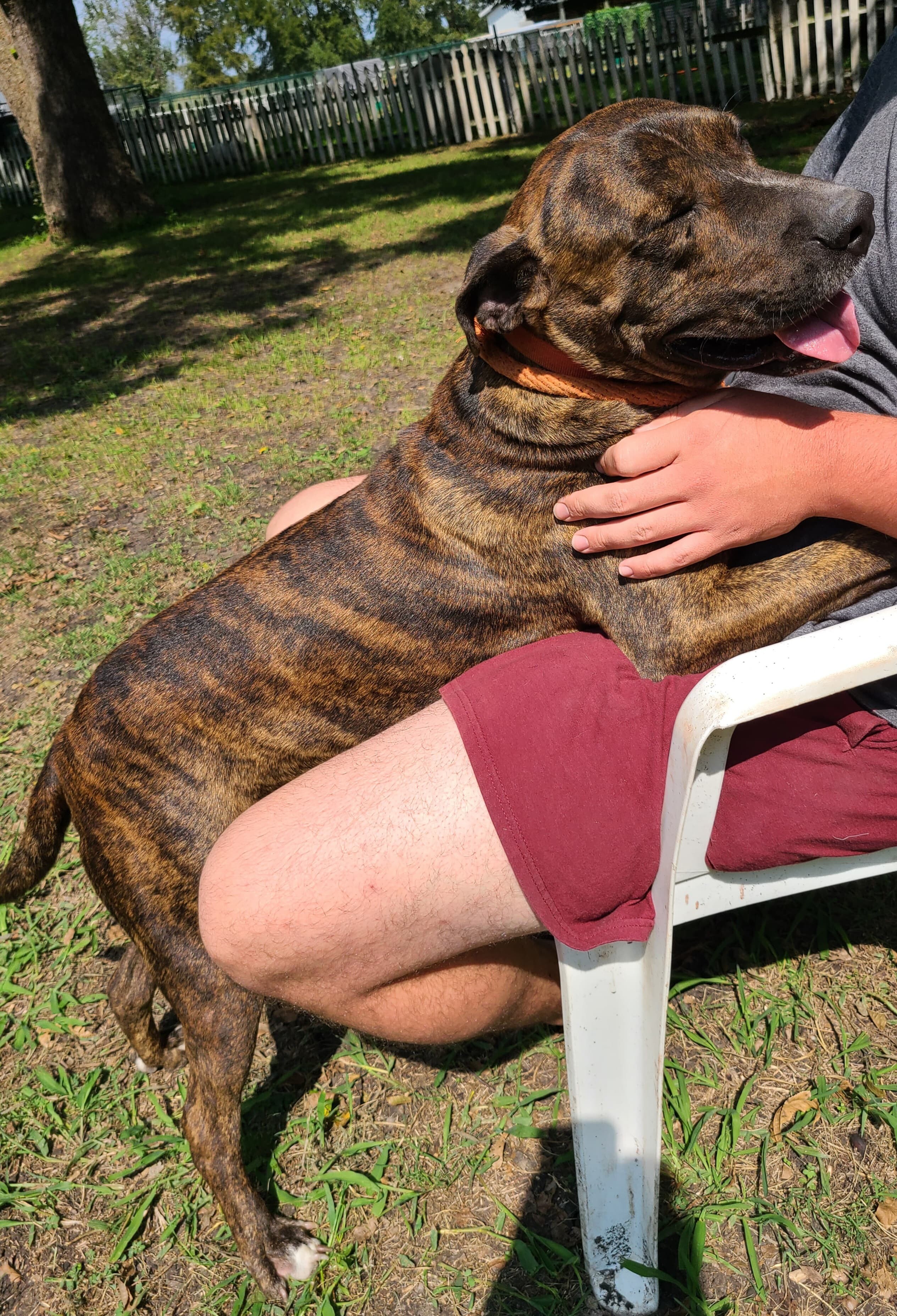 Twix, Adoptable, Senior Male Plott Hound.