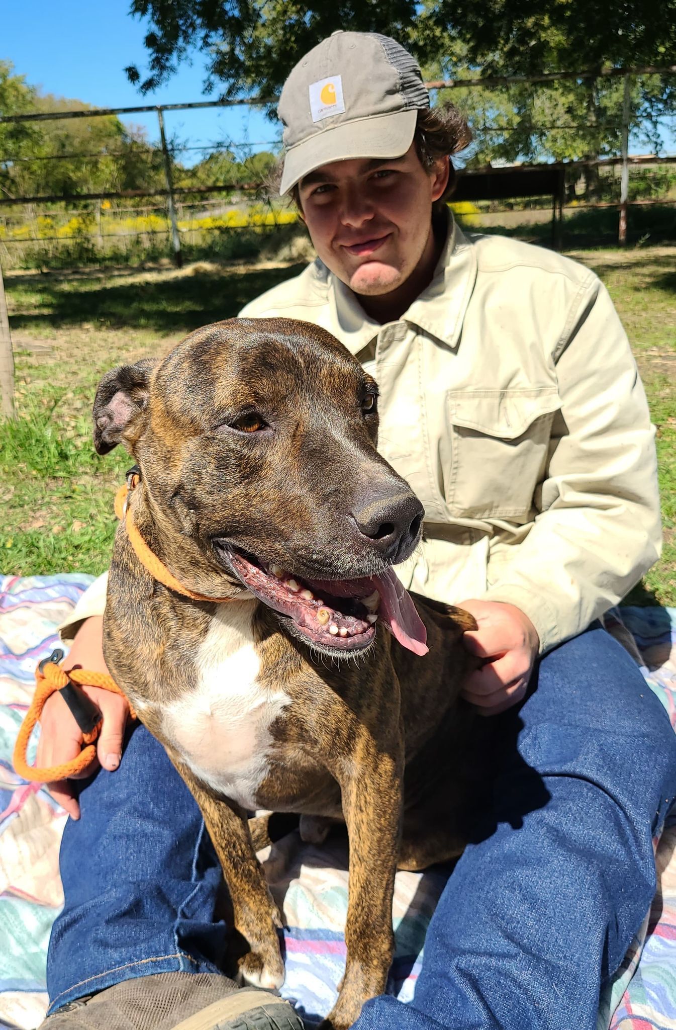 Enlarge Twix, a Adoptable Plott Hound in Anna, TX image 2/11