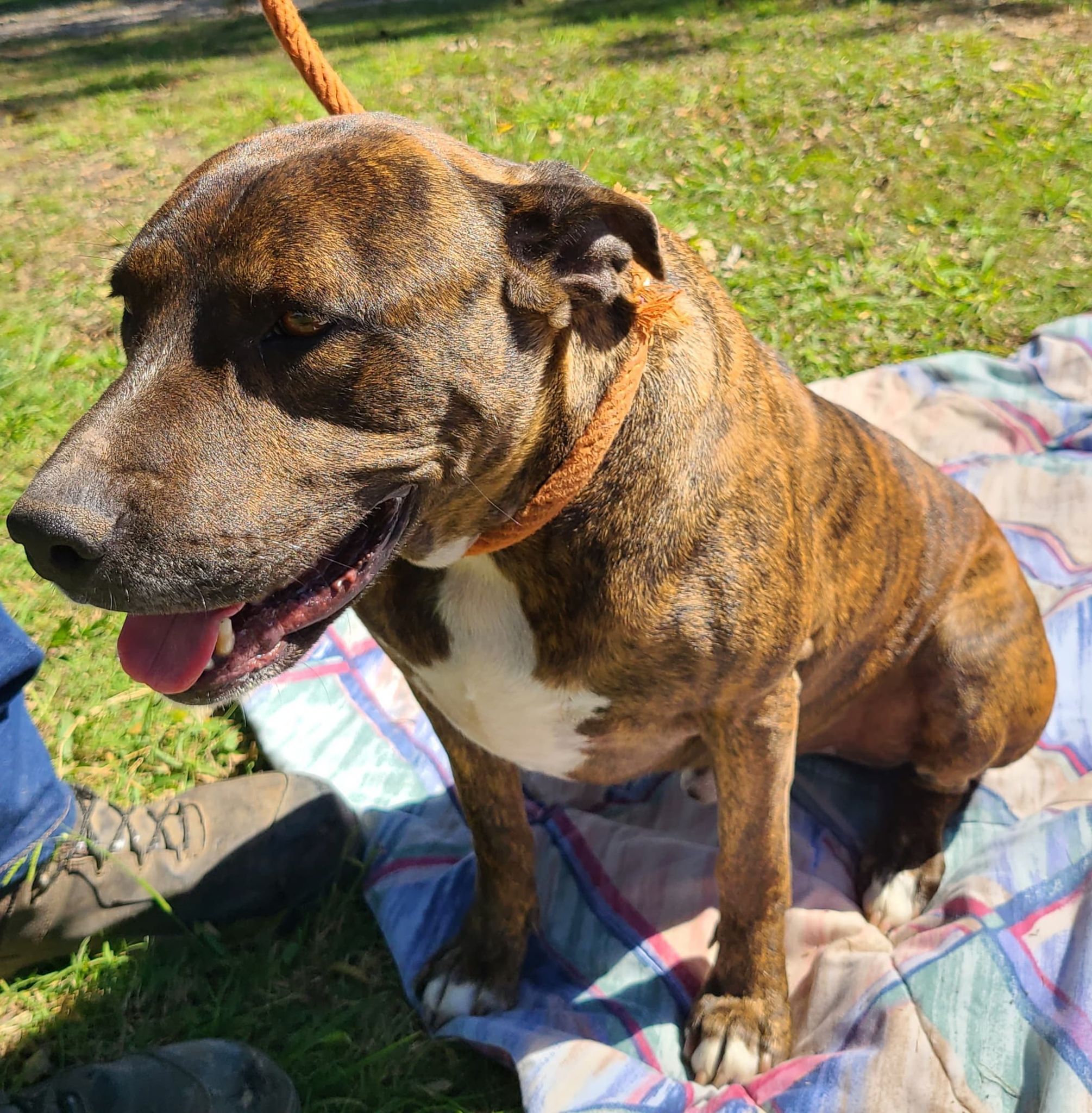 Enlarge Twix, a Adoptable Plott Hound in Anna, TX image 4/11