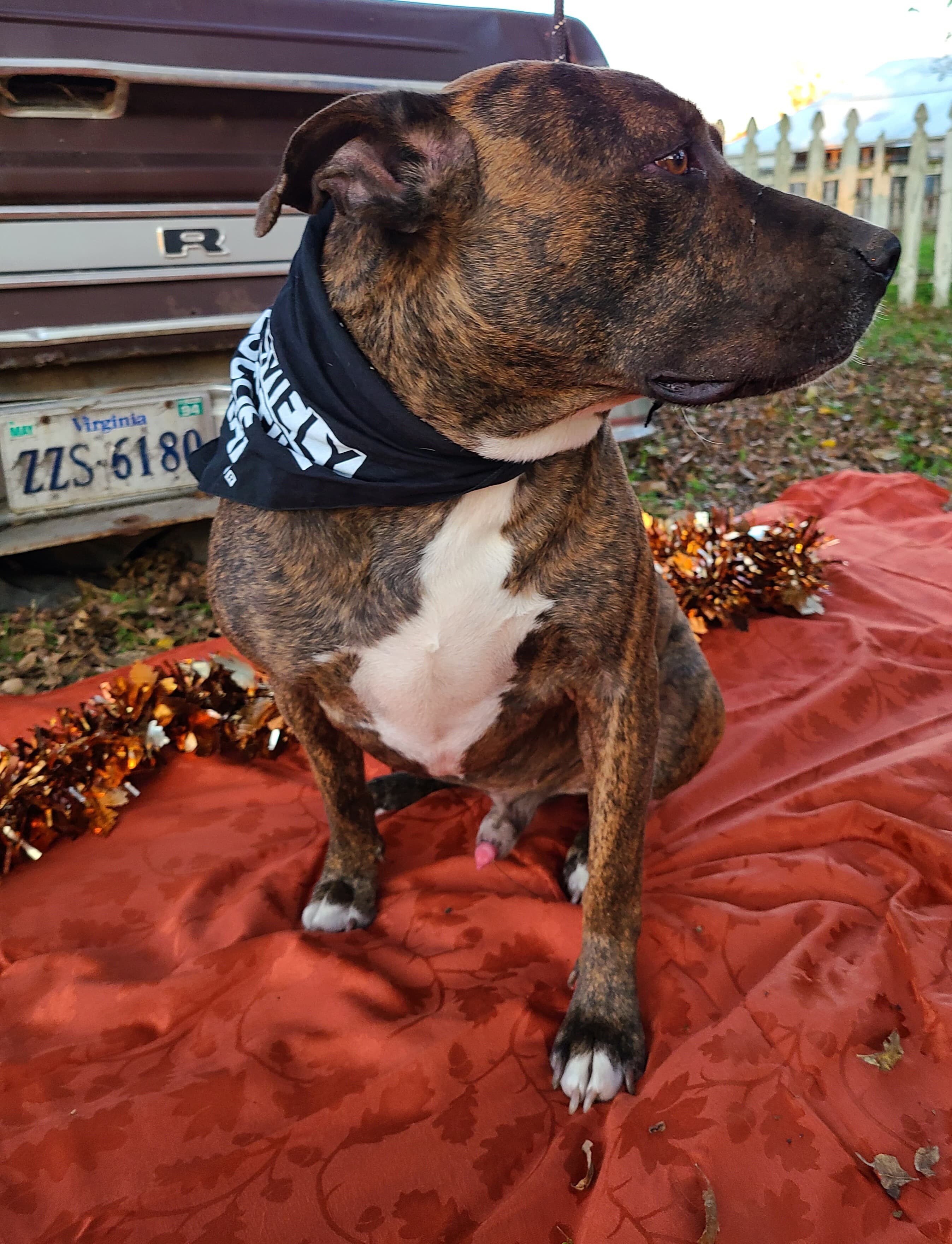 Enlarge Twix, a Adoptable Plott Hound in Anna, TX image 5/11