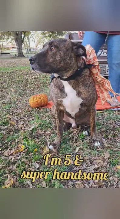Enlarge Twix, a Adoptable Plott Hound in Anna, TX video 11/11