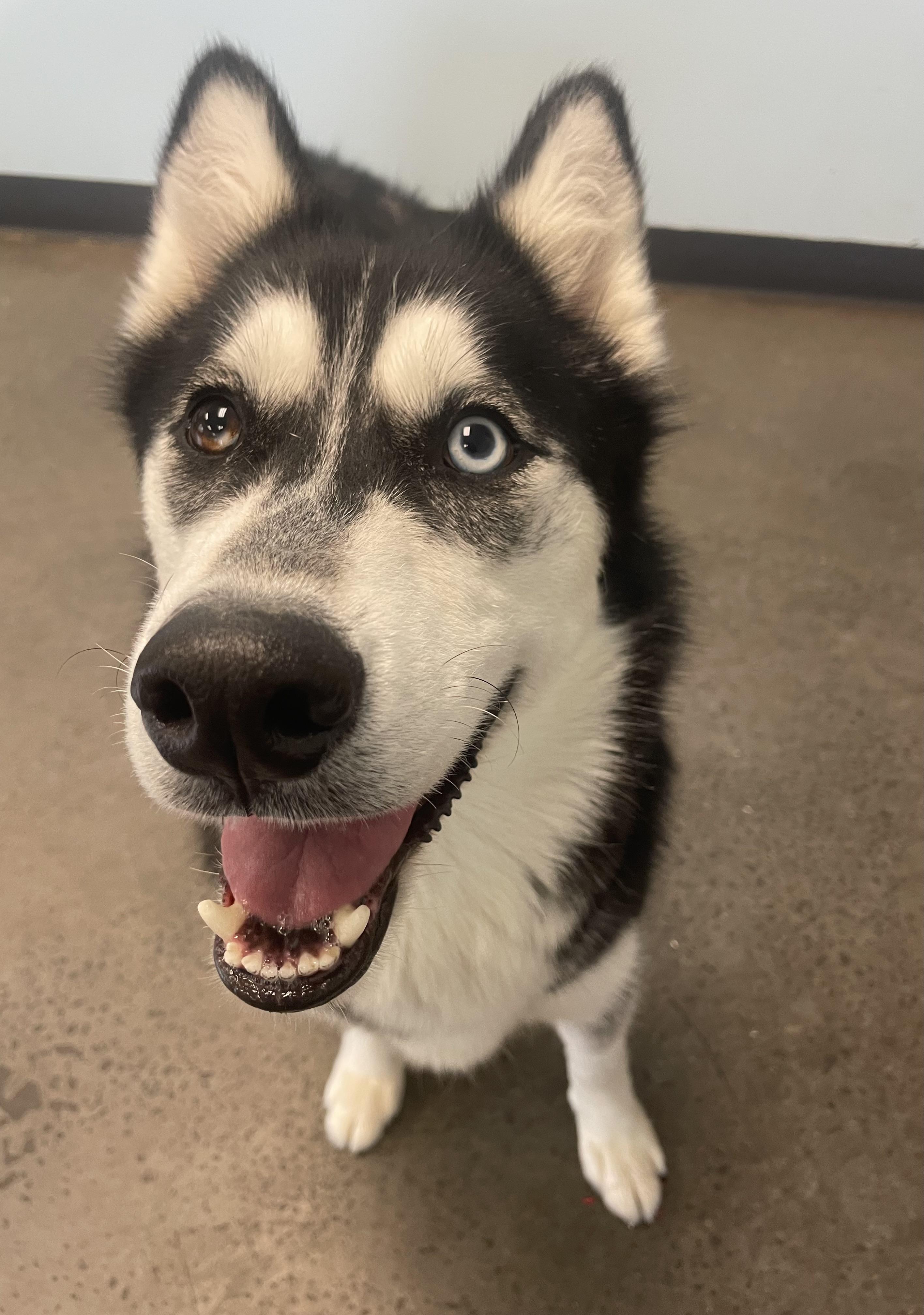Merlin, an adopted Husky in Mishawaka, IN image 1/3