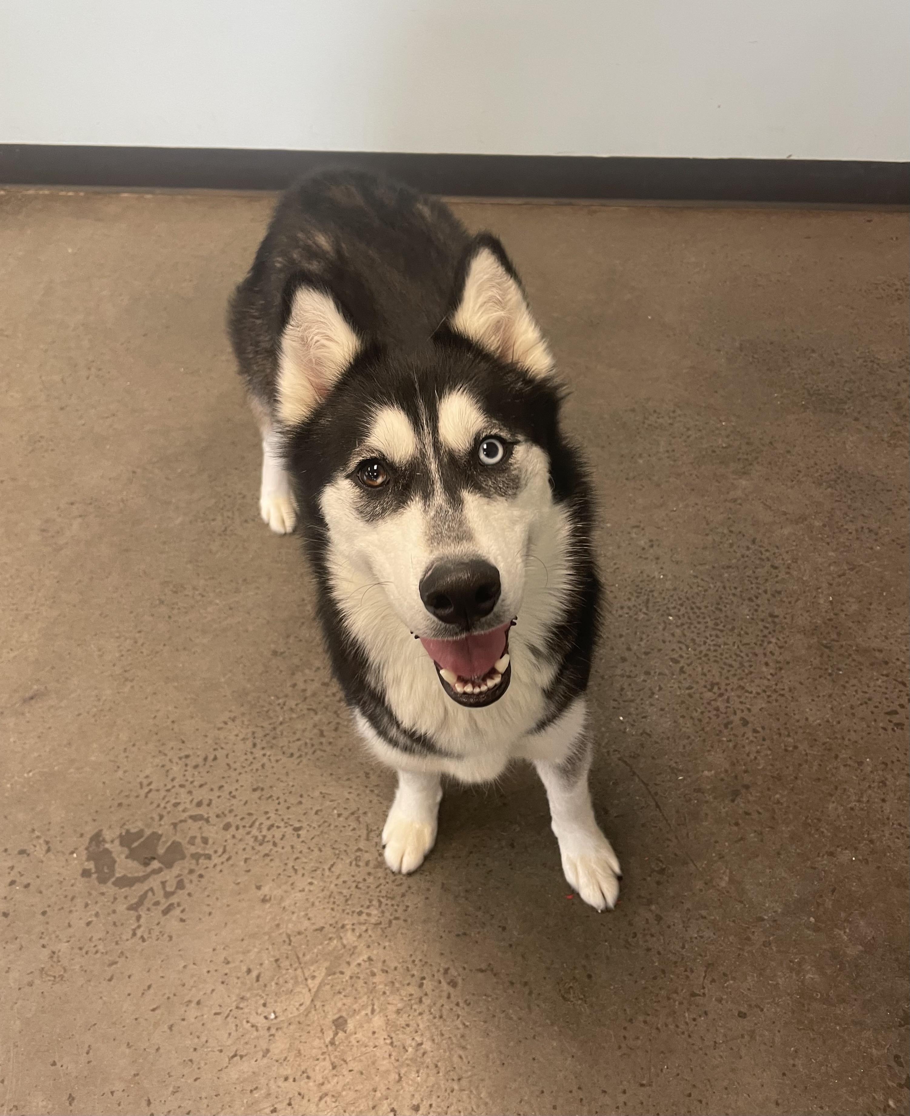 Merlin, an adopted Husky in Mishawaka, IN image 2/3