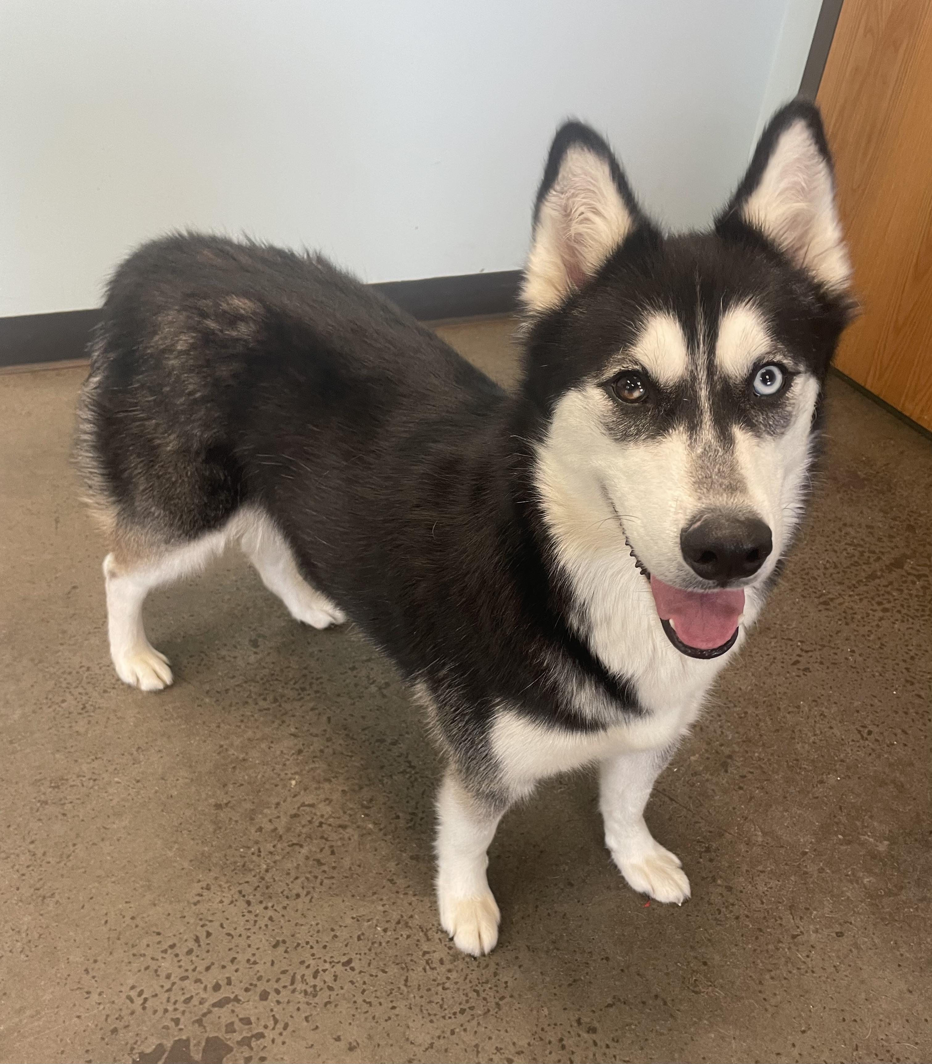 Merlin, an adopted Husky in Mishawaka, IN image 3/3
