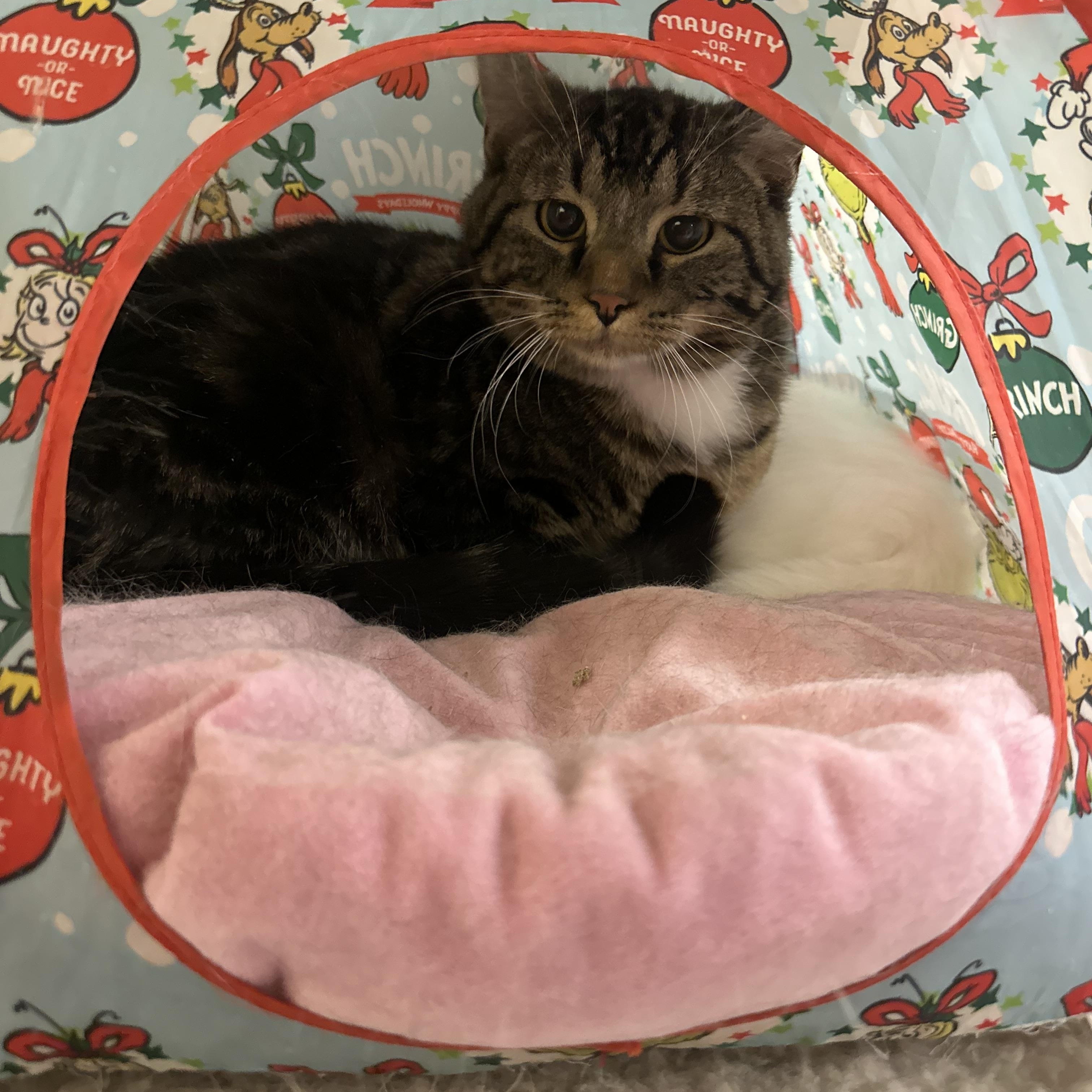 Enlarge Lance, a ADOPTABLE Domestic Medium Hair in Missoula, MT image 1/1