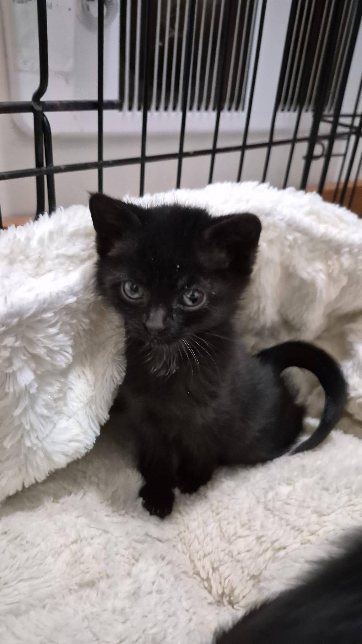 Enlarge Marty & Crystal, a ADOPTABLE Domestic Short Hair in Crystal Lake, IL image 2/6