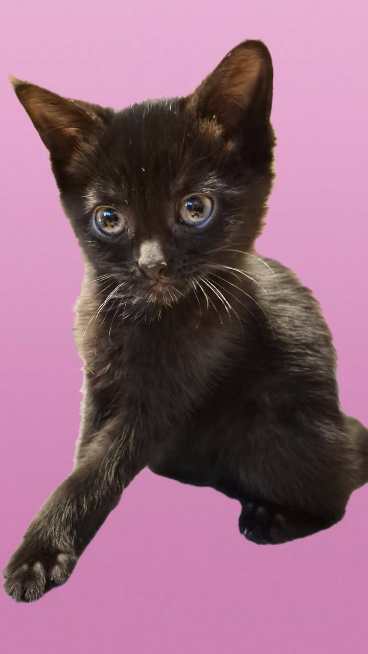 Enlarge Marty & Crystal, a ADOPTABLE Domestic Short Hair in Crystal Lake, IL image 3/6