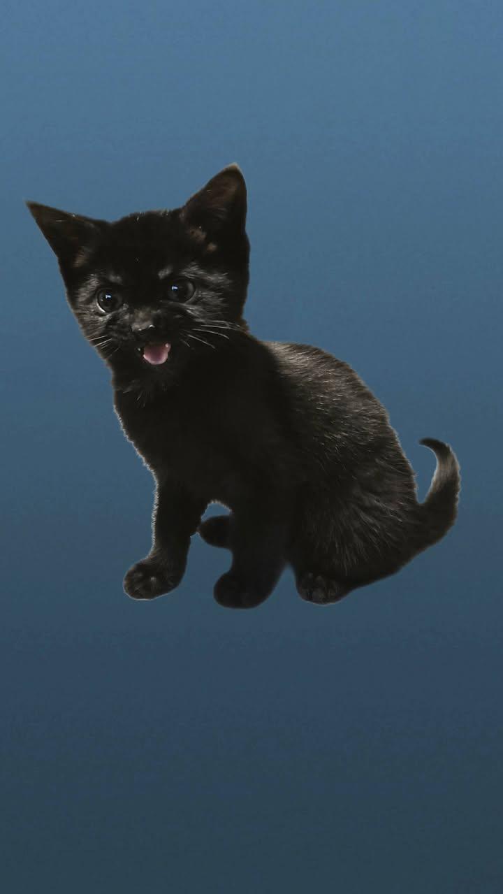 Enlarge Marty & Crystal, a ADOPTABLE Domestic Short Hair in Crystal Lake, IL image 5/6