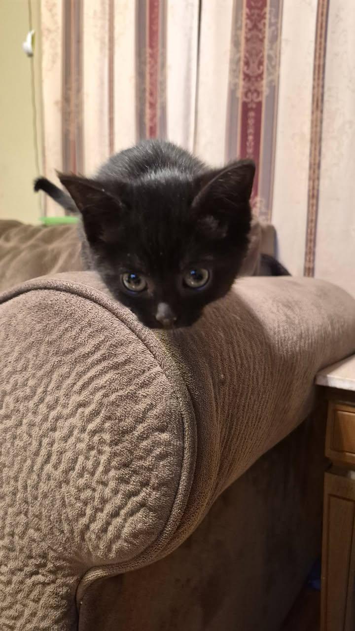 Enlarge Marty & Crystal, a ADOPTABLE Domestic Short Hair in Crystal Lake, IL image 4/6