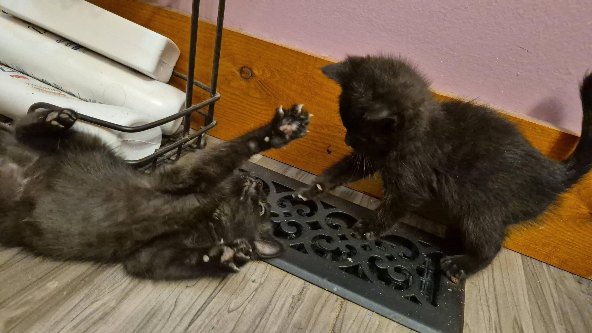 Enlarge Marty & Crystal, a ADOPTABLE Domestic Short Hair in Crystal Lake, IL image 6/6