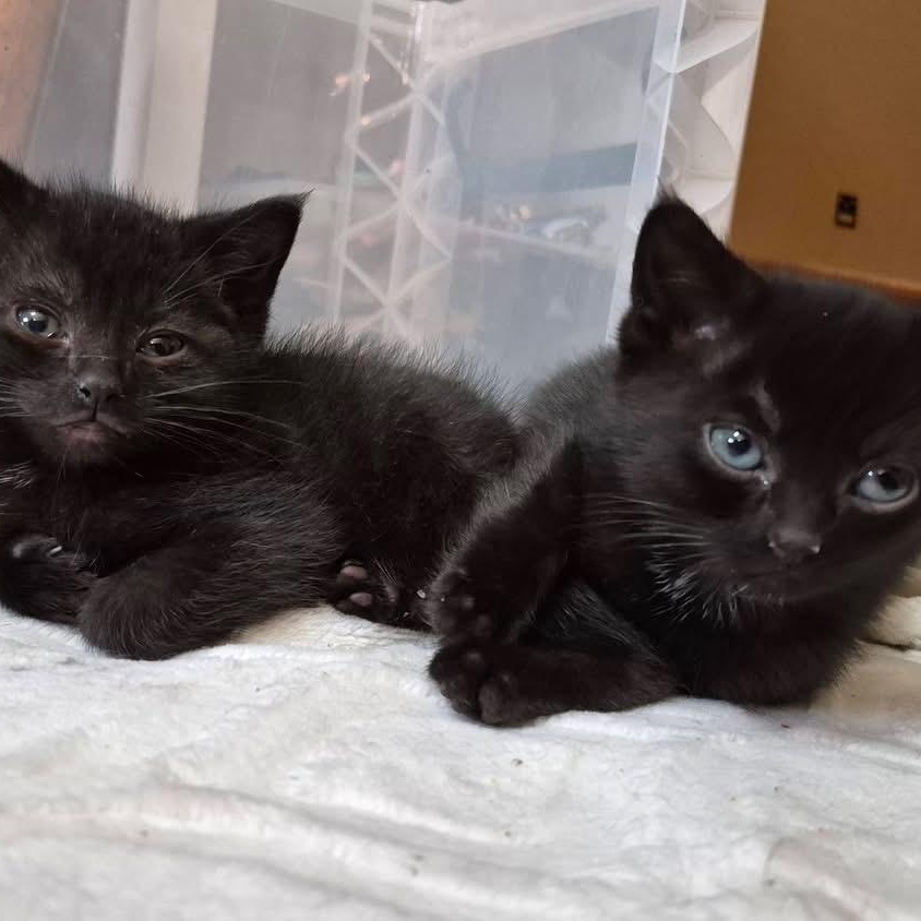 Marty & Crystal, ADOPTABLE, Kitten Female Domestic Short Hair.