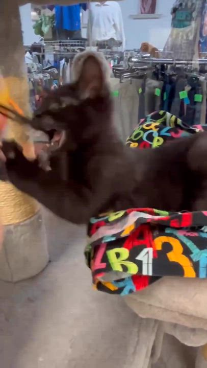 Enlarge Marty & Crystal, a ADOPTABLE Domestic Short Hair in Crystal Lake, IL video 6/6