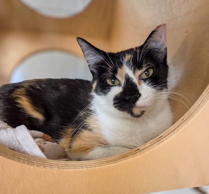 Bonnie, Adoptable, Young Female Domestic Short Hair & Domestic Short Hair.