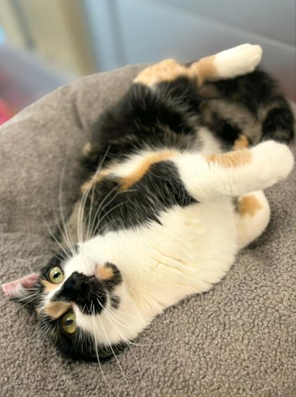 Bonnie, Adoptable, Young Female Domestic Short Hair & Domestic Short Hair.