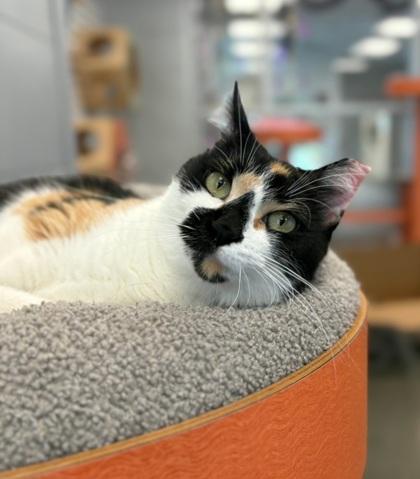 Enlarge Bonnie, a Adoptable mixed breed in Fresno, CA image 2/3
