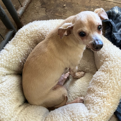 Enlarge Rudy Gramps, an adoptable mixed breed in Santa Paula, CA image 1/2