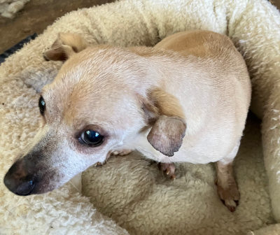 Enlarge Rudy Gramps, an adoptable mixed breed in Santa Paula, CA image 2/2