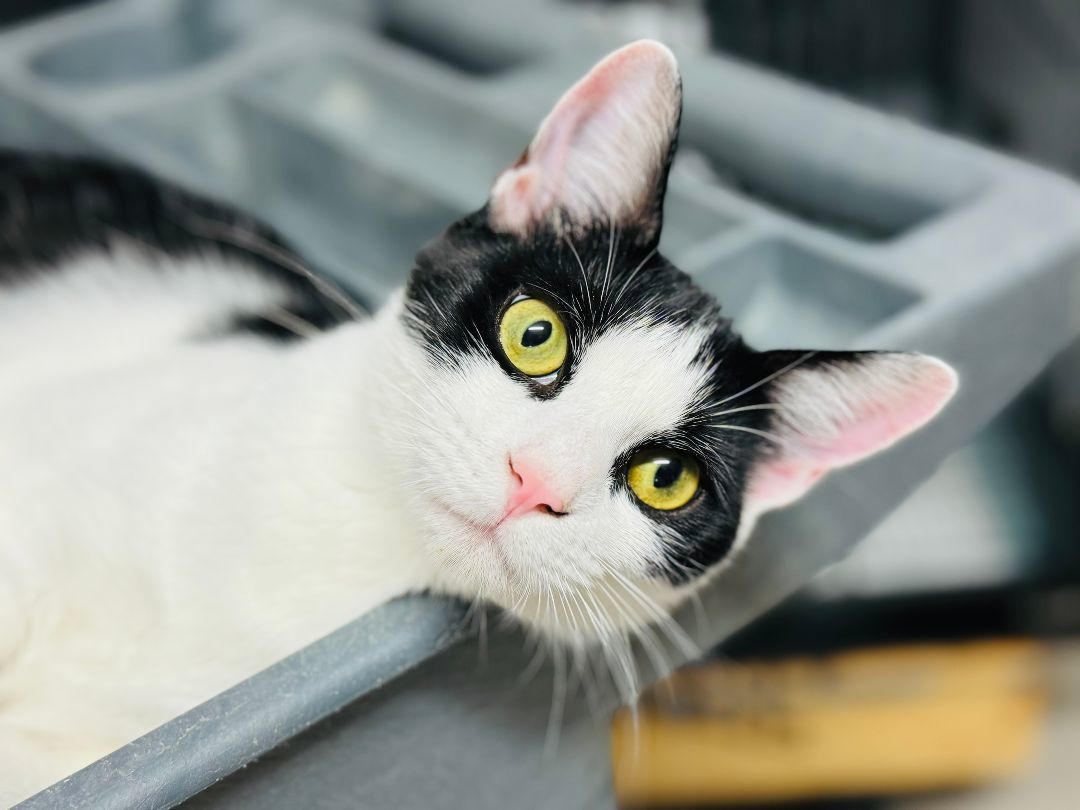 Enlarge Belle, a Adoptable Domestic Short Hair in Emporia, VA image 1/1